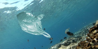漂浮在海鱼附近的塑料袋