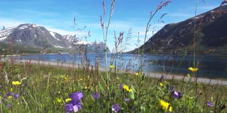 挪威北部海边和山上的野花草地