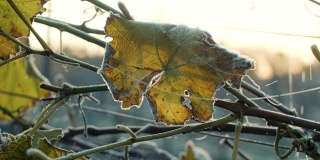 叶子在一个有霜的清晨