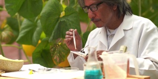 研究人员测试甜瓜作物品种的甜度，用于转基因食品的研发、生物食品的概念