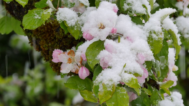 四月里突然下起雪后的花园