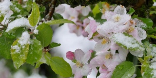 四月里突然下起雪后的花园