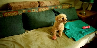 一只可爱的棕色狮子狗早上醒来后在床上放松自己