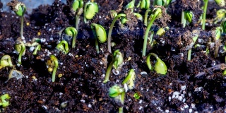 延时:大豆的生长
