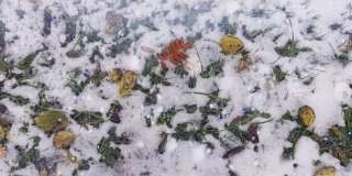 Cinemagraph背景与雪和秋天的叶子