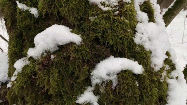 森林里的一棵树长满了苔藓，被雪覆盖着。平移滑块。万向节替身运动。俄罗斯的冬天。