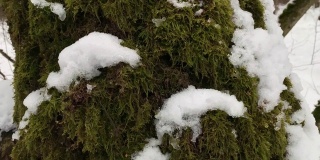 森林里的一棵树长满了苔藓，被雪覆盖着。平移滑块。万向节替身运动。俄罗斯的冬天。