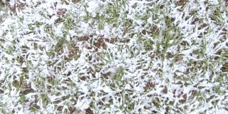 雪下的草坪草