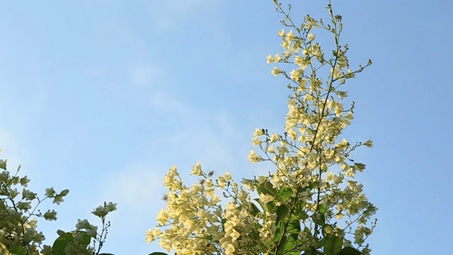 Close up snow vine or Cascading flowers blooming in garden and swarming little bee with blue sky background.