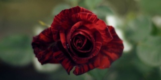 美丽的红玫瑰在风中
