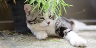 近距离的睡觉的可爱的猫与银竹树，Thyrsostachys siamensis Gamble，慢拍