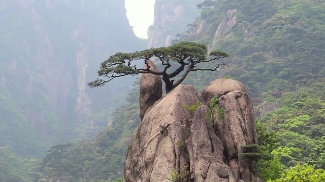 黄山岩石上的松树，中国黄山