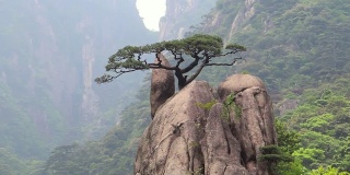 黄山岩石上的松树，中国黄山