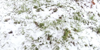 雪下的草坪草