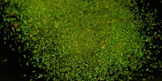 干燥的绿色草本植物向镜头移动