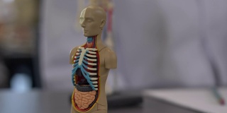 人体解剖学的模型