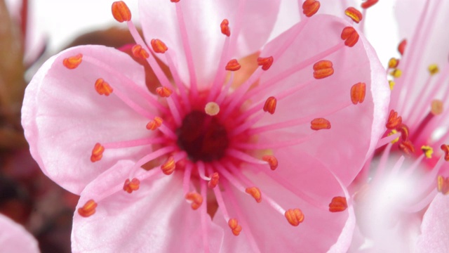 粉红色的樱花开满了水珠