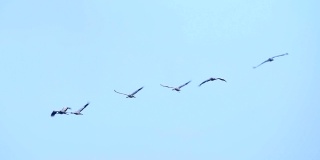 普通鹤或欧亚鹤(Grus Grus)在迁徙季节飞行在半空中的鸟类
