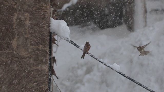 鸟儿在下雪时飞翔