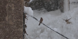 鸟儿在下雪时飞翔