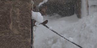 鸟儿在下雪时飞翔
