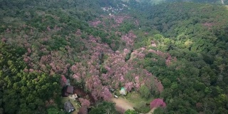 泰国清莱府齐发森林公园的山脉上盛开的樱花林的美丽景色。
