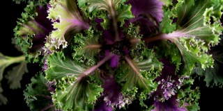 紫色装饰白菜的生长
