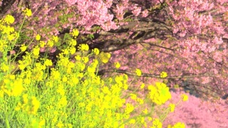 春日，油菜花与川崎樱花树交相辉映视频素材模板下载