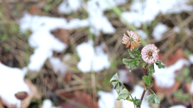 三叶草花与雪