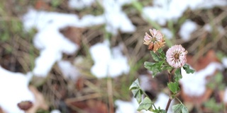 三叶草花与雪