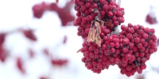 红色的山灰和雪