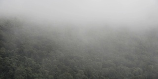 雨林中的晨雾。可怕神秘的亚洲冬雾森林