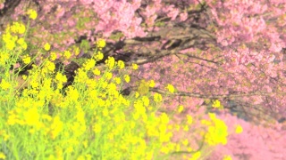 春日，油菜花与川崎樱花树交相辉映视频素材模板下载