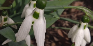 初春的雪花莲