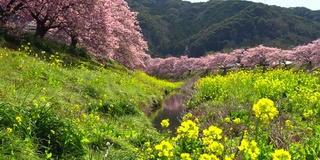 下嘉摩河边盛开的川崎樱花树和油菜花