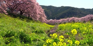 下嘉摩河边盛开的川崎樱花树和油菜花