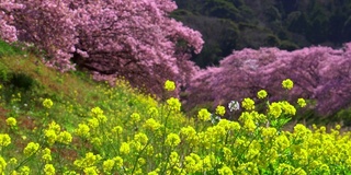 下嘉摩河边盛开的川崎樱花树和油菜花