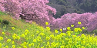 下嘉摩河边盛开的川崎樱花树和油菜花