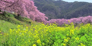 下嘉摩河边盛开的川崎樱花树和油菜花