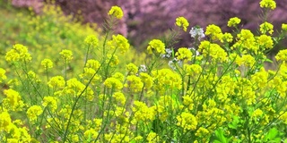 下嘉摩河边盛开的川崎樱花树和油菜花