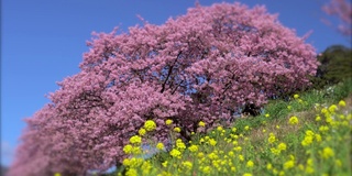 下嘉摩河边盛开的川崎樱花树和油菜花