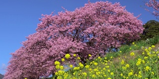 下嘉摩河边盛开的川崎樱花树和油菜花