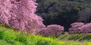 下嘉摩河边盛开的川崎樱花树和油菜花