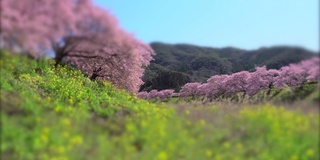 下嘉摩河边盛开的川崎樱花树和油菜花