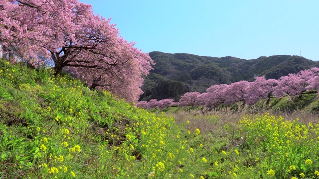 下嘉摩河边盛开的川崎樱花树和油菜花