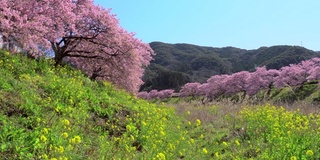 下嘉摩河边盛开的川崎樱花树和油菜花