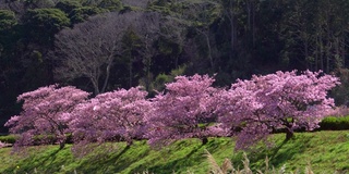 下嘉摩河边盛开的川崎樱花树和油菜花