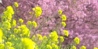 下嘉摩河边盛开的川崎樱花树和油菜花