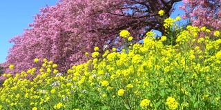 下嘉摩河边盛开的川崎樱花树和油菜花