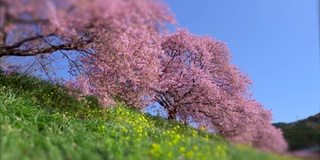 下嘉摩河边盛开的川崎樱花树和油菜花